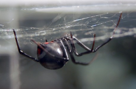 Ohio’s biting spiders | spidersrule