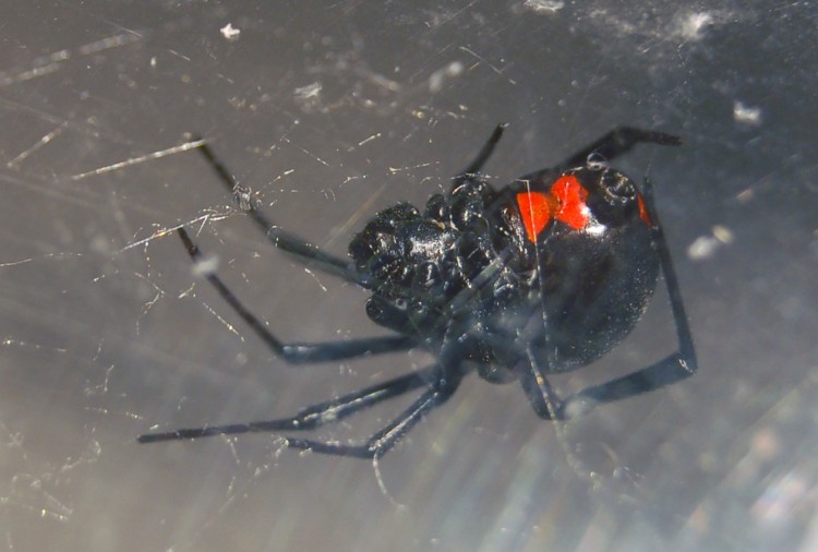 photo of northern black widow with hourglass of two spots that are nearly touching