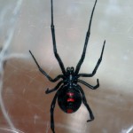 photo of northern black widow with two red spots