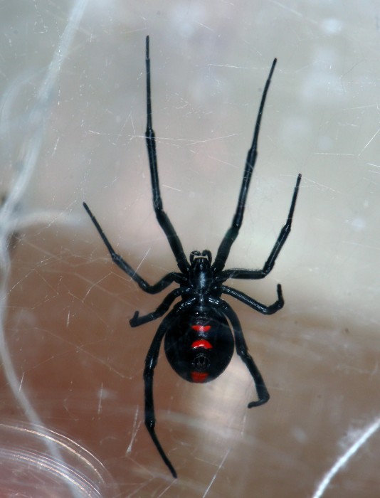 photo of northern black widow with hourglass of two red spots