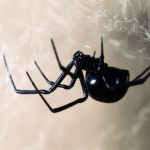 photo of northern black widow, viewed from the side