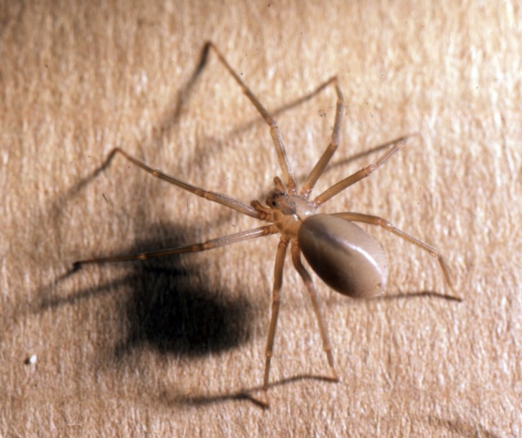 picture of brown recluse with visible heart mark