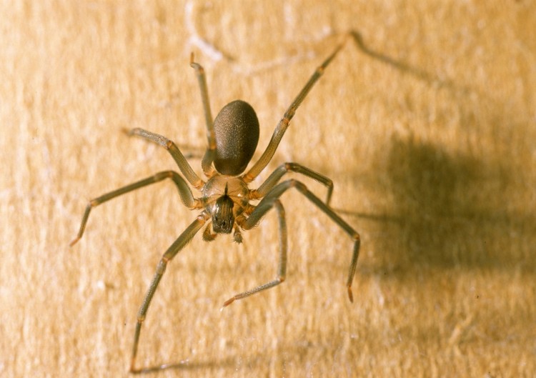 portrait of a brown recluse from above