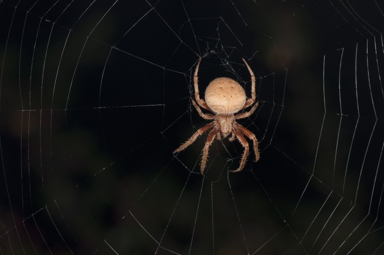 spider in web at night
