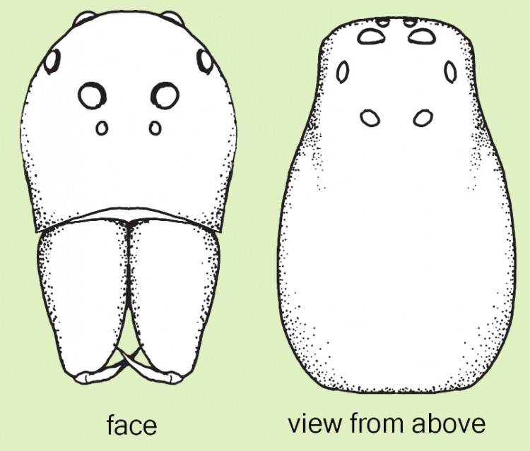 drawings of lynx spider head and eyes