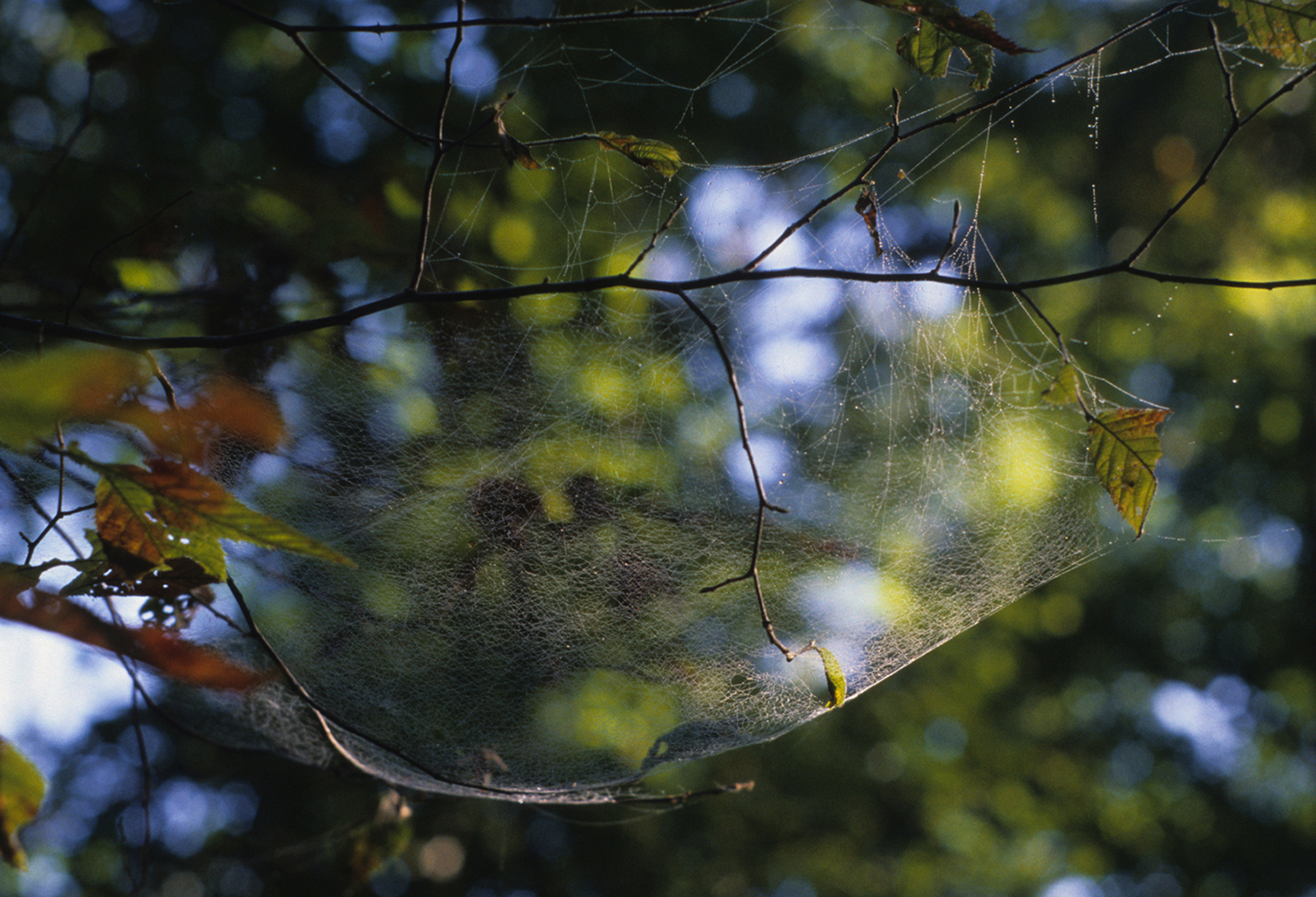 Identifying Spider Webs Around Your House – Aptive Environmental