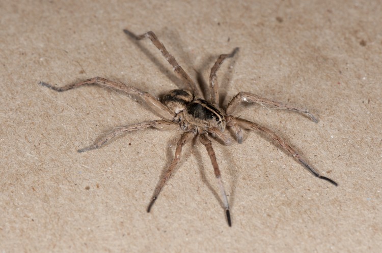 photo of male field wolf spider