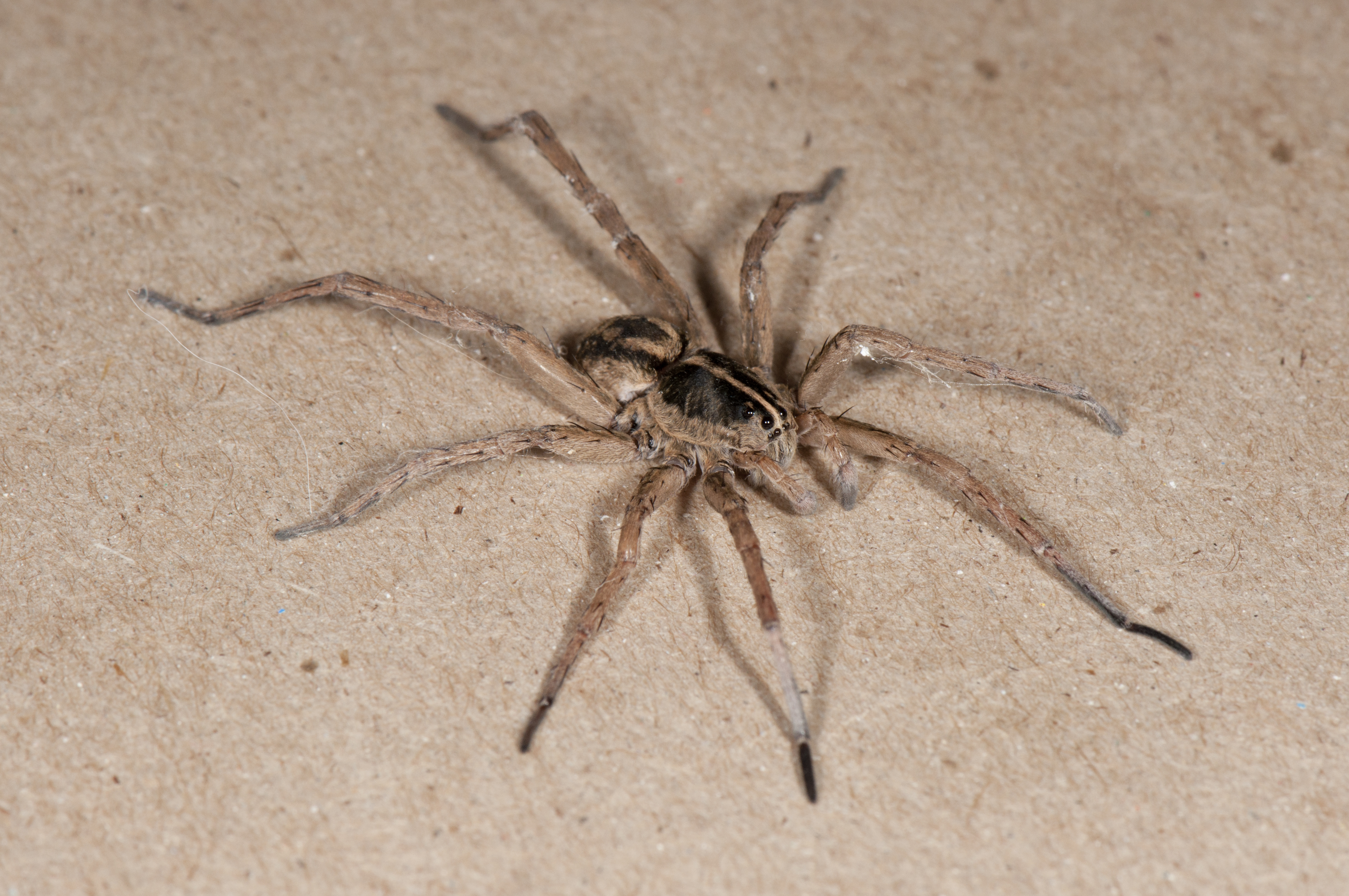 Albino Wolf Spider