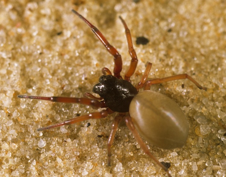 photo of female bullheaded sac spider