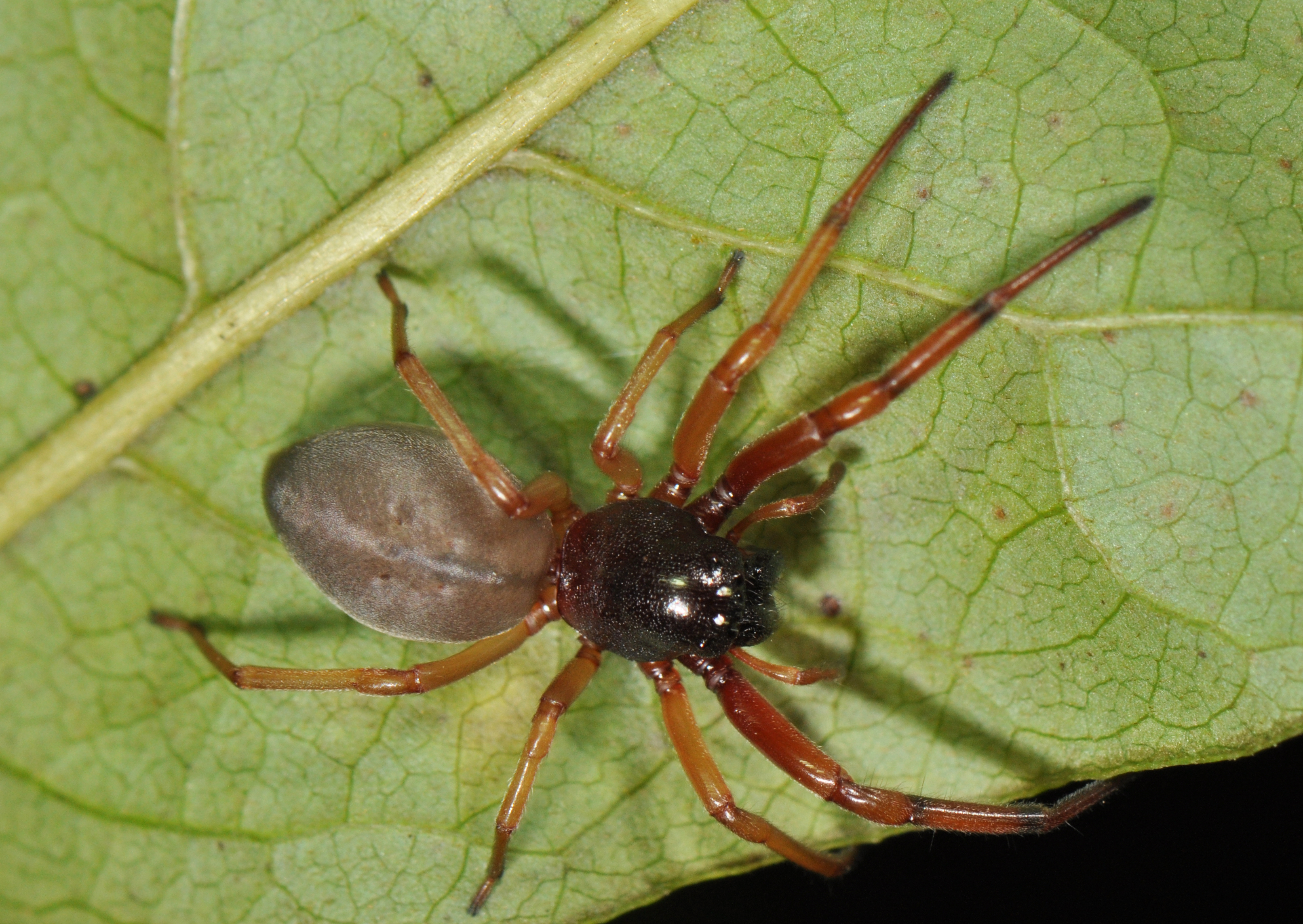 Ohio's biting spiders