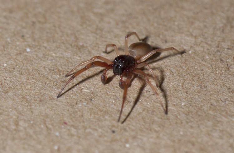 photo of male bullheaded sac spider