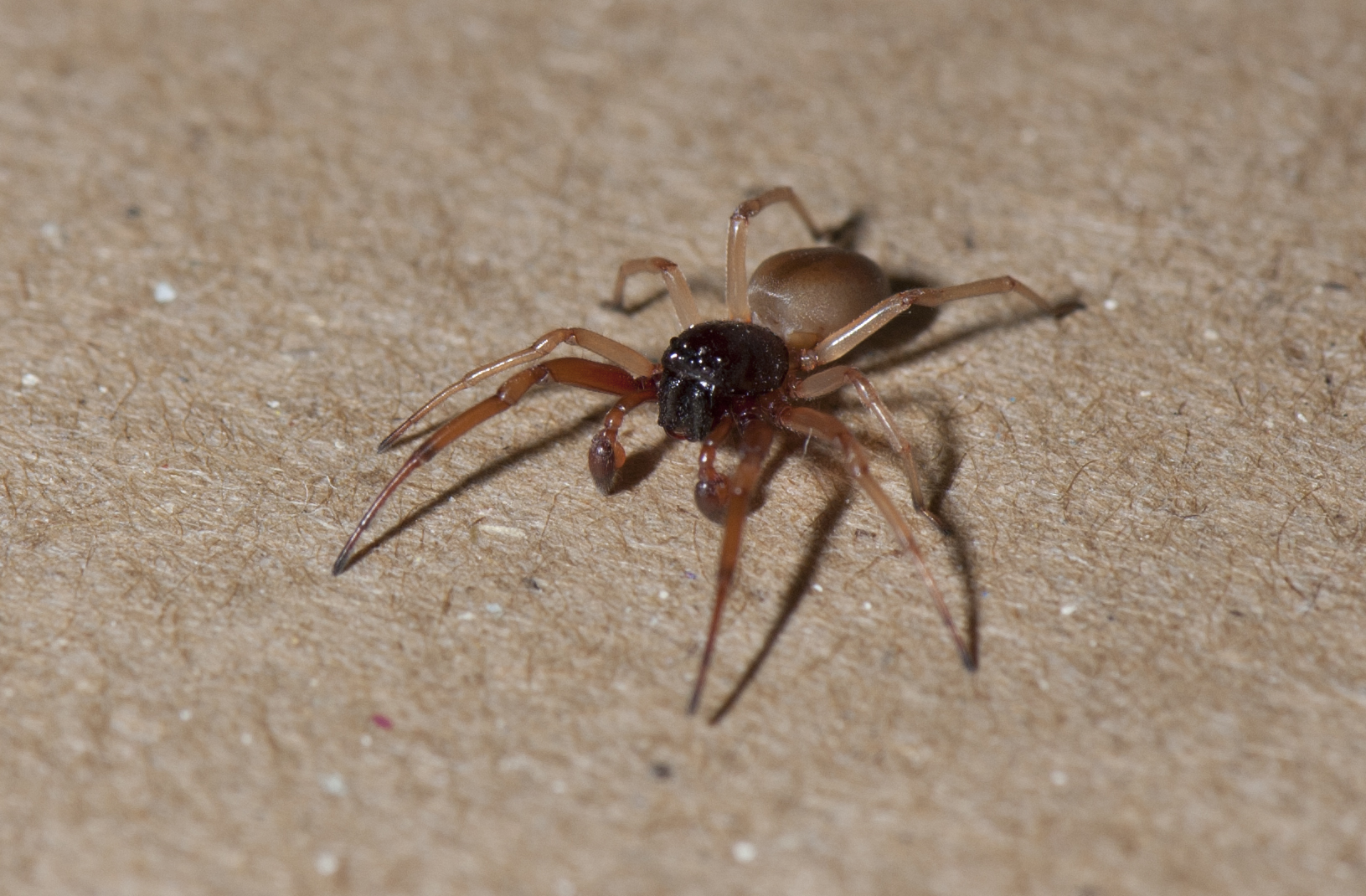 red translucent spider