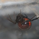 photo of northern black widow