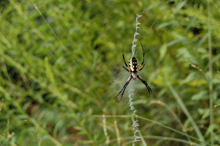 photo of black-and-yellow garden spider