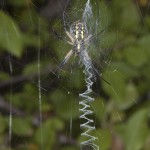 photo of black-and-yellow garden spider with stabilimentum