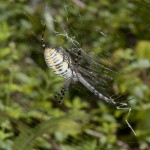 photo of banded garden spider