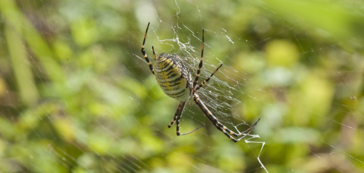 photo of banded garden spider