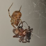 photo of common house spider eating Callobius benneti