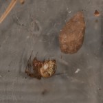 photo of common house spider with egg case