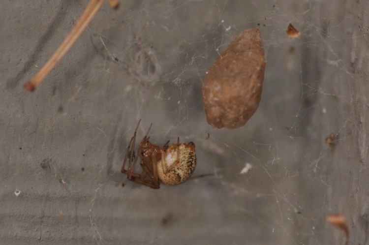 photo of common house spider with egg case
