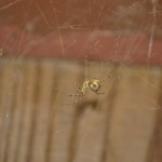 photo of immature common house spider