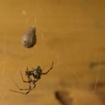 photo of female common house spider with egg case