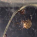 photo of pair of common house spiders