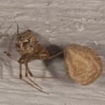 photo of female common house spider with her egg case