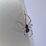 photo of immature male common house spider