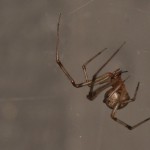 photo of common house spider