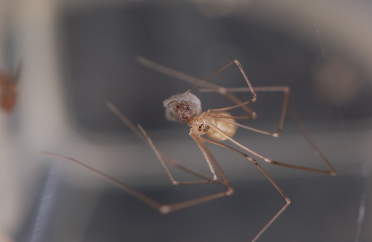 Pholcus phalangioides female with wrapped prey