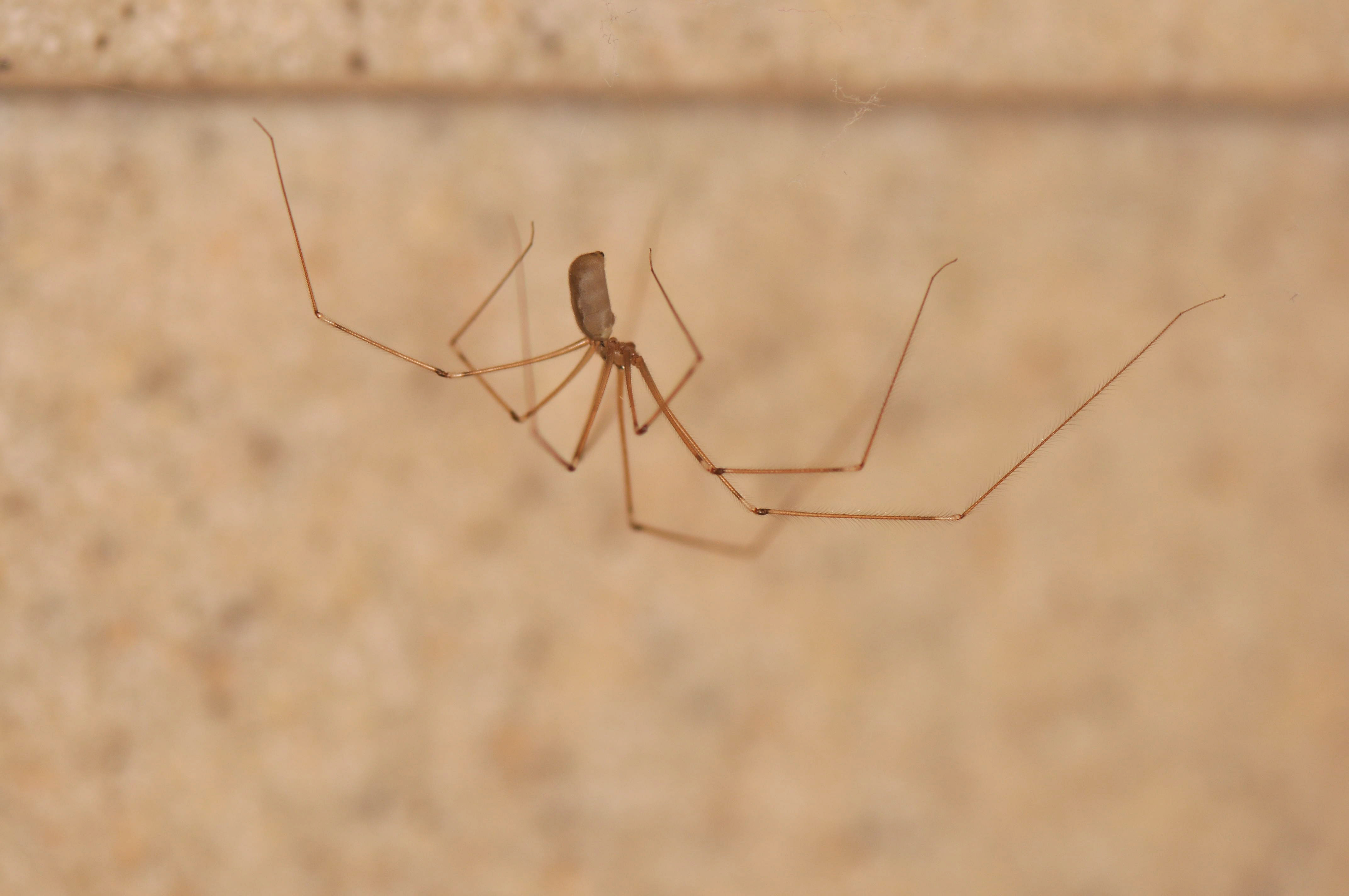 FAMILY PHOLCIDAE - Daddy long-leg Spiders