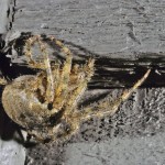 Araneus cavaticus female in her retreat