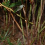 Araneus marmoreus female in her web
