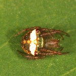 Araneus partitus female