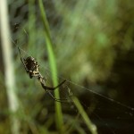 Argiope aurantia female in her web