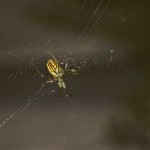 Mangora gibberosa female in her web
