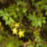 Mangora gibberosa female in her web (ventral view)