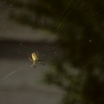 Mangora gibberosa female in her web