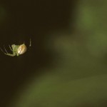 Mangora maculata subadult male