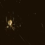 Mangora placida female in her web