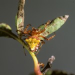 Verrucosa arenata female (red/yellow form)