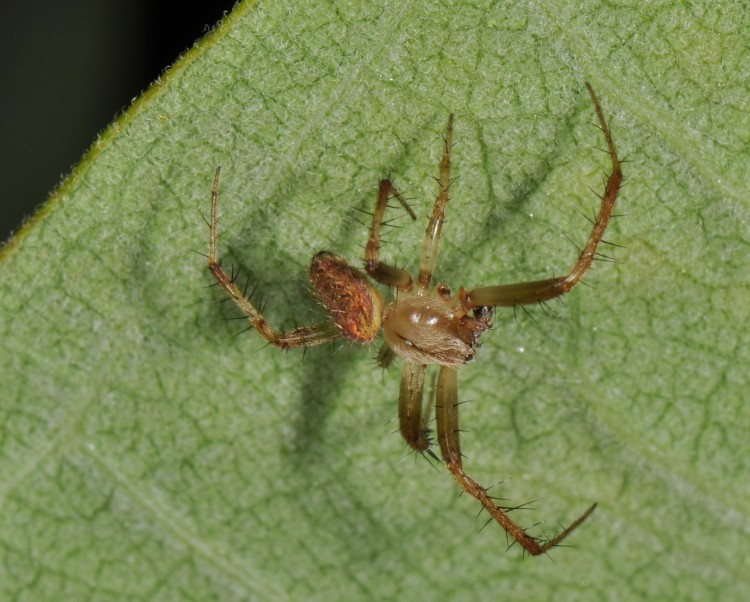 male Neoscona crucifera searching; note that he has lost one of his legs