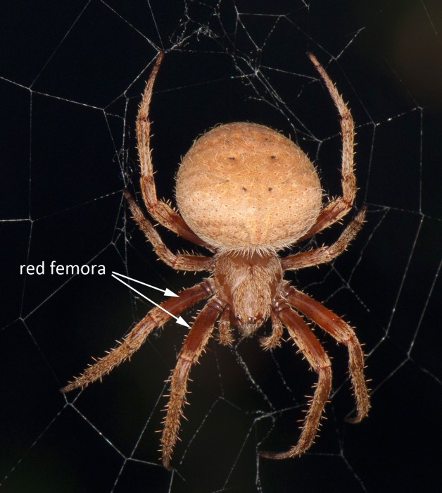 Neoscona crucifera with her reddish-colored femora (largest leg segments)