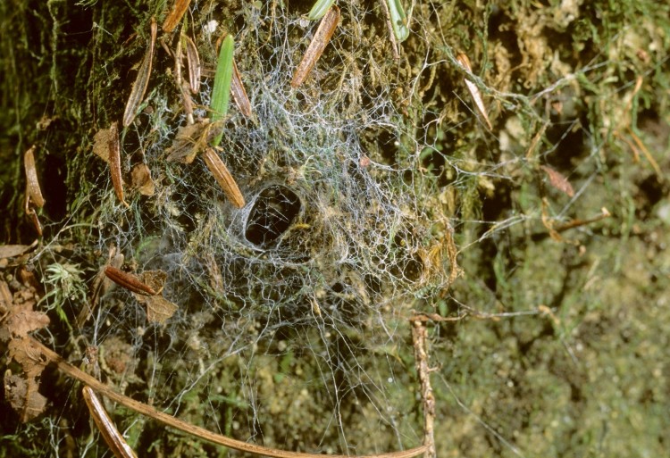 Callobius bennetti web with characteristic unkempt look