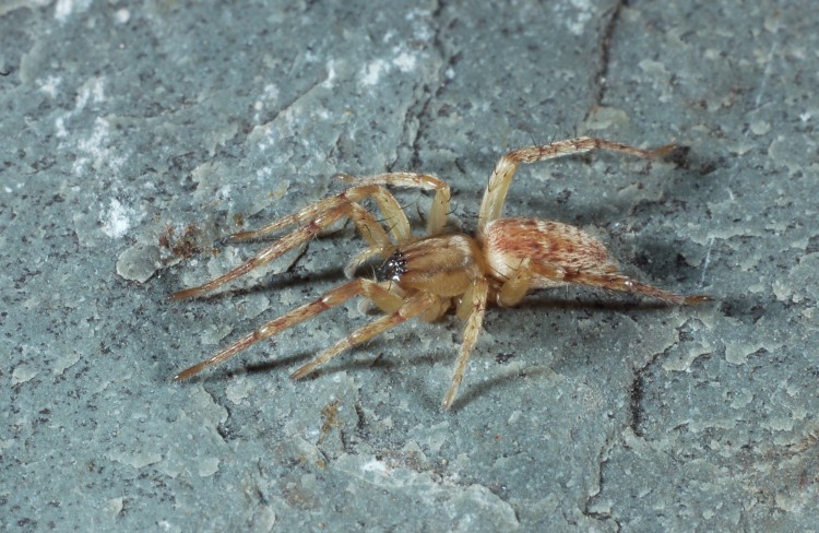 garden ghost spider Hibana gracilis female