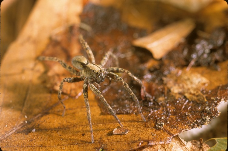 brush-legged wolf spider Schizocosa ocreata female