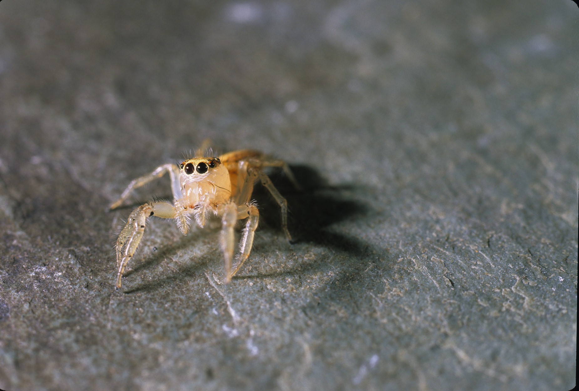 pale jumping spider