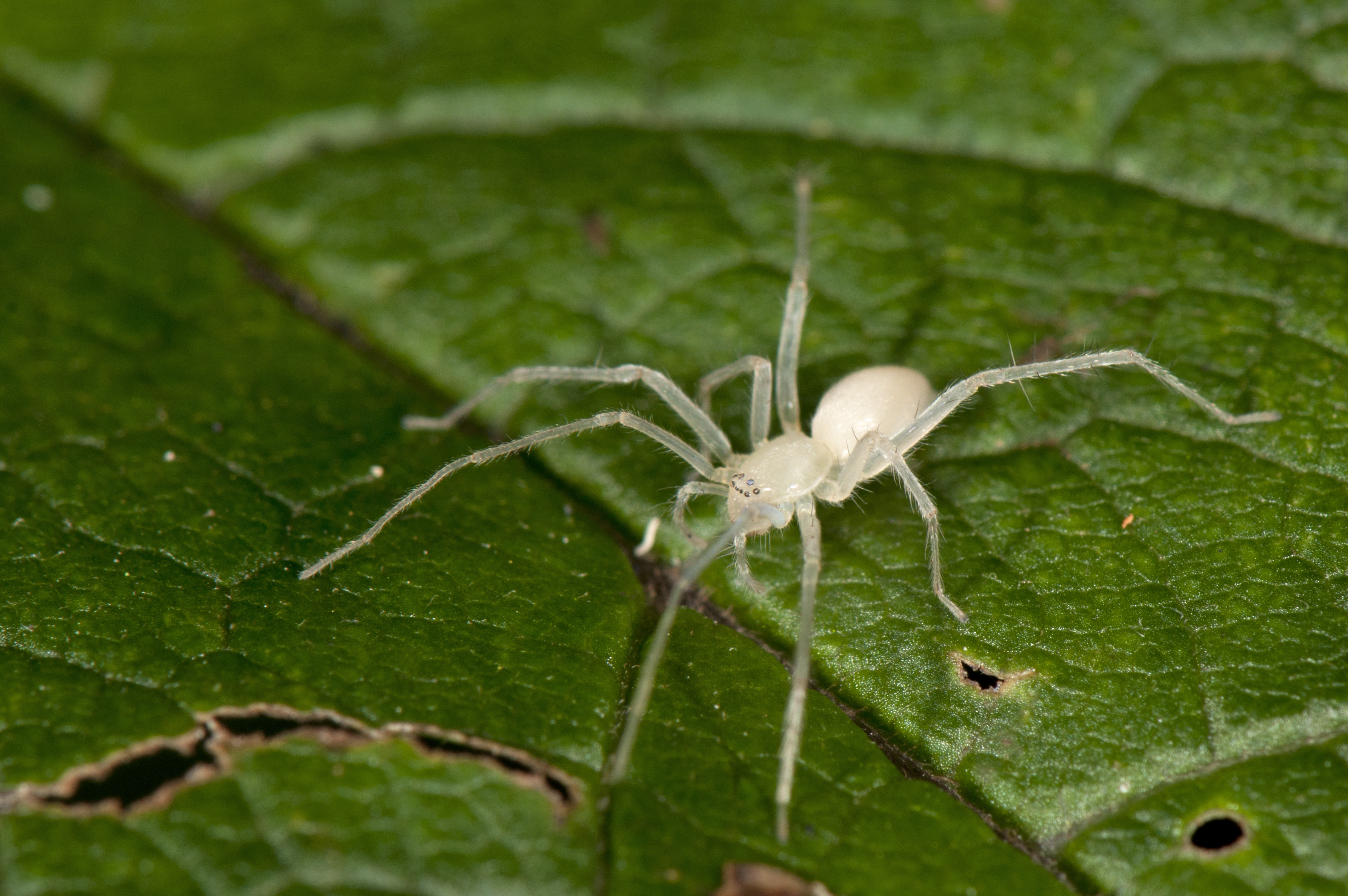 ghost spiders (Family Anyphaenidae) | spidersrule