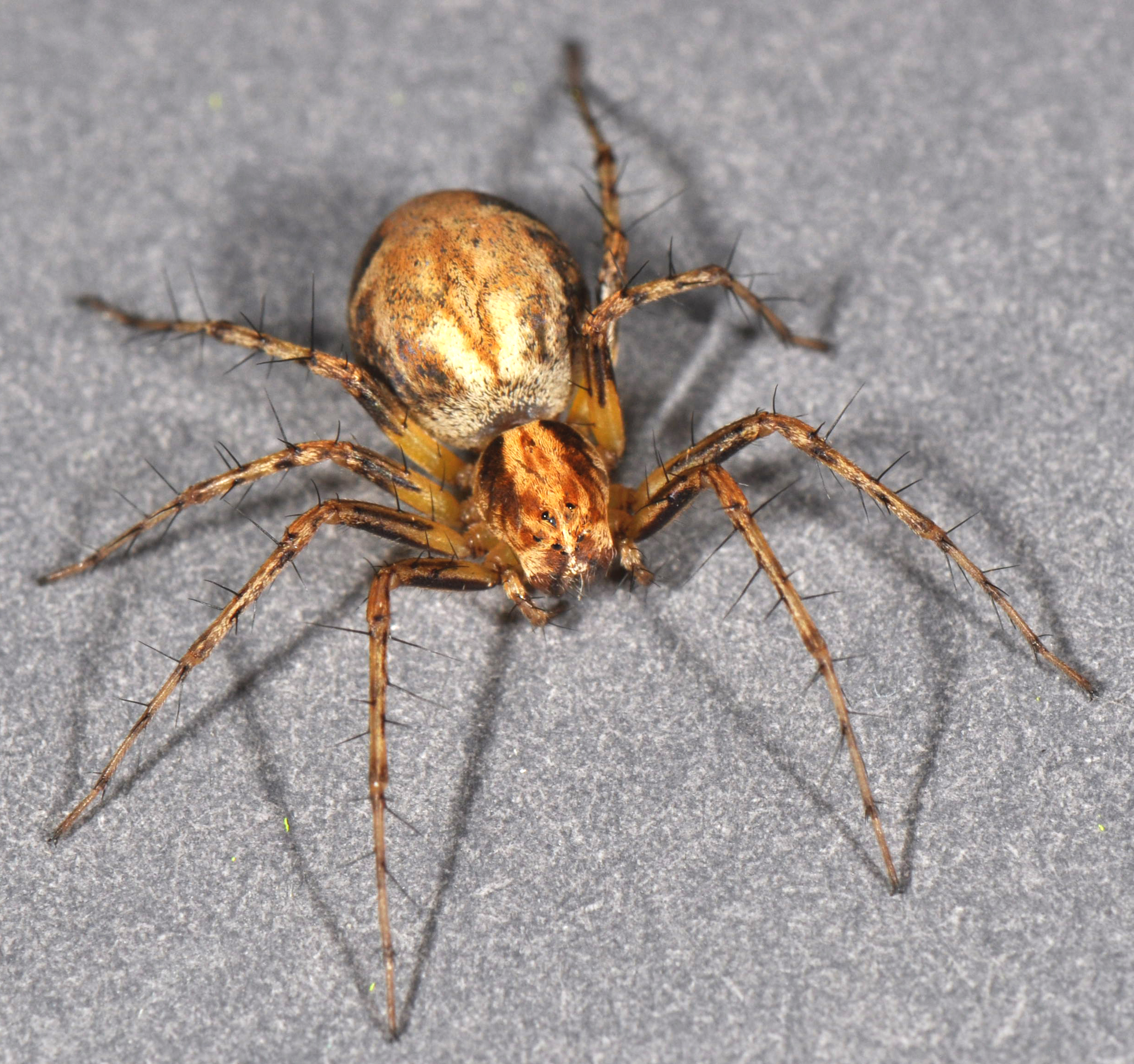 lynx spiders (Family Oxyopidae) spidersrule